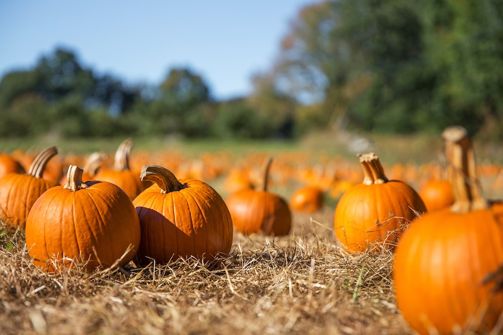 The Horror of Halloween Food Waste - Monmouthshire